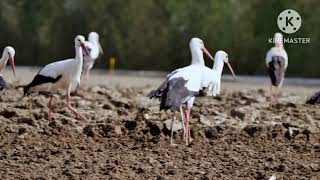 White Stork(Ciconia ciconia) by MamaRose Korealife 109 views 1 month ago 1 minute, 5 seconds