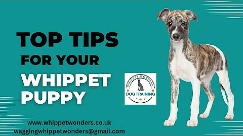Whippet Puppy Tips
