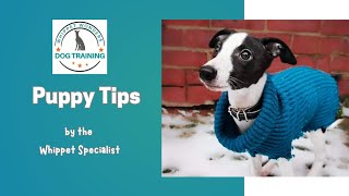 Whippet Puppy Tips