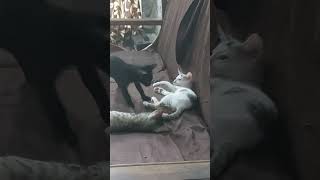 6 weeks old kitten invites his siblings for fight