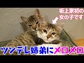 坂上パパが野良猫だった姉弟を保護!がんも&こんぶ!坂上家初の女の子・強し
