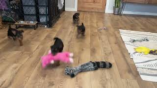 Rosalie-Titan 11/8/23 welsh pups 7 weeks old by Anne's Pups  189 views 3 months ago 2 minutes, 34 seconds