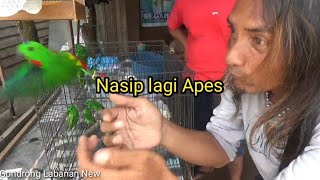 Nasib sial!! Niat nya beli burung malah burung nya kabur