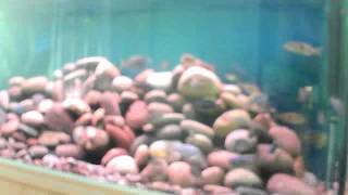 fifer78's webcam video  1 August 2011 10:30 (PDT)