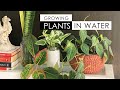 MORE PLANTS THAT CAN GROW IN WATER! Mp3 Song