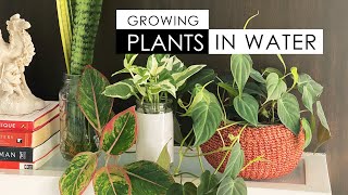 MORE PLANTS THAT CAN GROW IN WATER! by Erica by Design 264,771 views 3 years ago 19 minutes