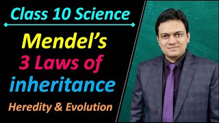 3 Laws of Inheritance Class 10 Science Chapter 9 Heredity and Evolution