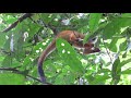 Central American Squirrel Monkey and  Central American Spider Monkey