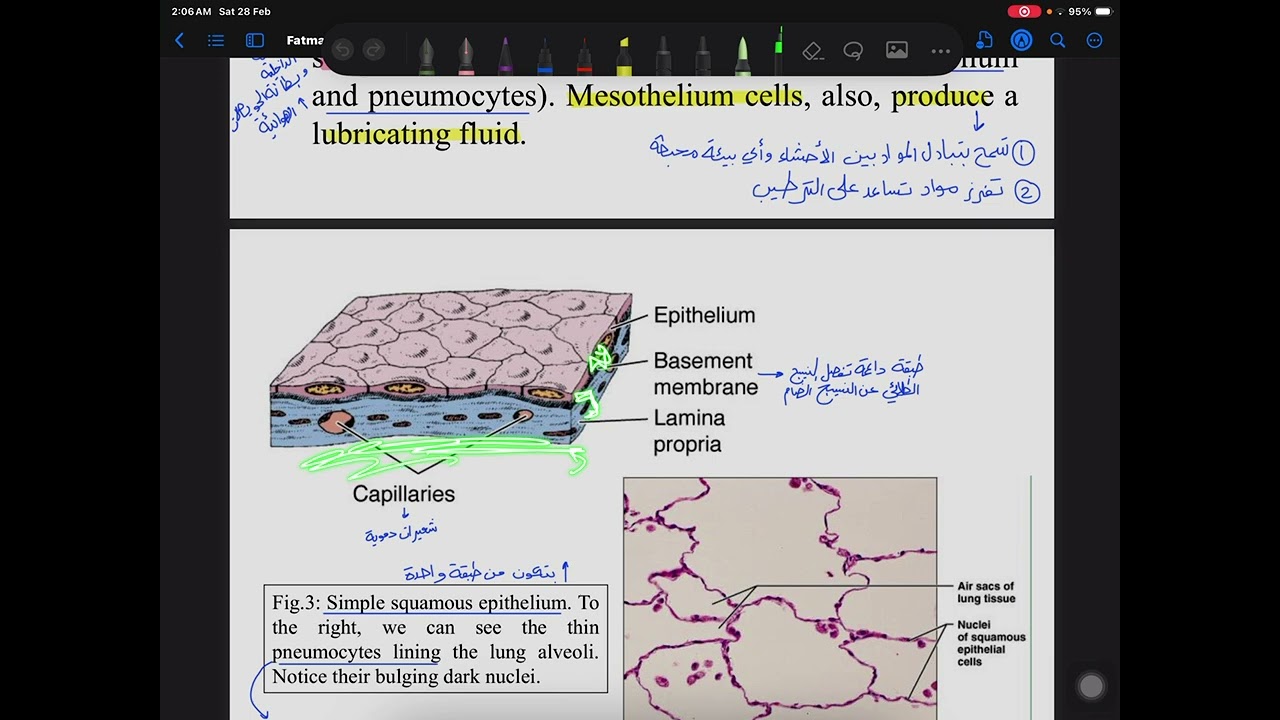ch2 Anatomy tissue - part 2 شرح ملاك الجرادات