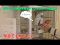 『猫に触りたいオウム（番外編）』写真でもくうちゃん