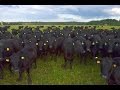 Абердин-ангусская порода коров
