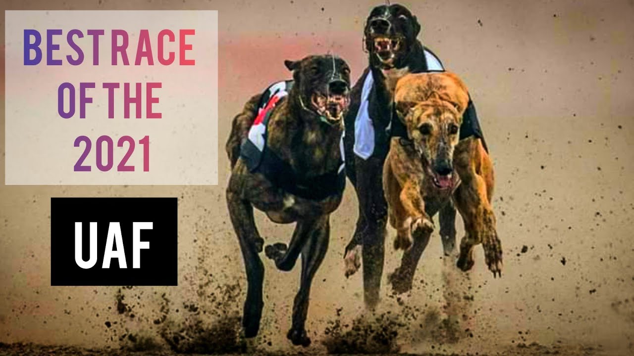 Raja Rustam Khan Memorial track Derby Championship | Greyhound Dog ...