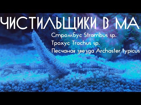 Чистильщики в МА. трохусы, стромбусы и песчаная звезда.