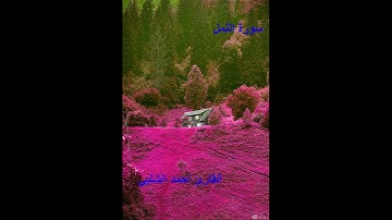 سورة النمل للقارئ احمد الشلبي