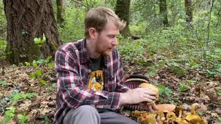 Foraging for "Fat Jacks" (Suillus caerulescens) in Sonoma, California