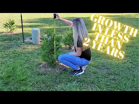 Video: Thuja Growth: How Fast Does It Grow? Thuja Growth Rate Per Year. How To Accelerate The Growth Of Thuja If It Grows Poorly? How Can Growth Be Stopped?