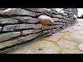 Дизайн клумбы под природный камень, как сделать красивую стенку клумбы