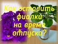 Как оставить фиалки на время отпуска?