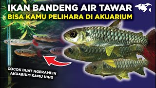 COOL!! PINKTAIL CHALCEUSES, THE PINK-TAILED MILKFISH