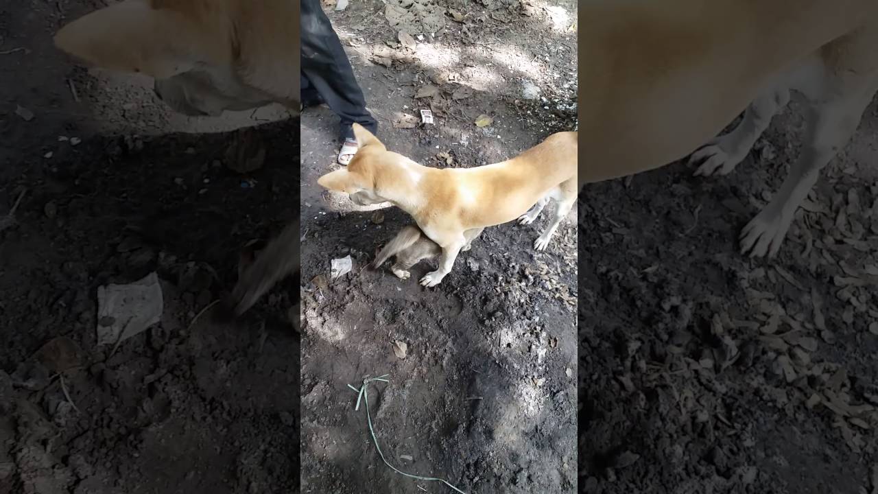 Love Dog Cat YouTube