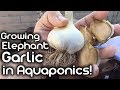 Growing Elephant Garlic in Aquaponics