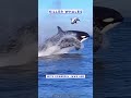 ORCAS 🐳 Killer Whale’s The Wolves Of The Sea | Amazing Hunting Techniques #nature #killerwhales
