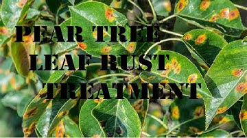 Pear tree leaf rust treatment