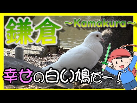 【旅Vlog】歴史と自然の宝庫！鎌倉を味わい尽くす！【前編】～Japan Travel Guide～