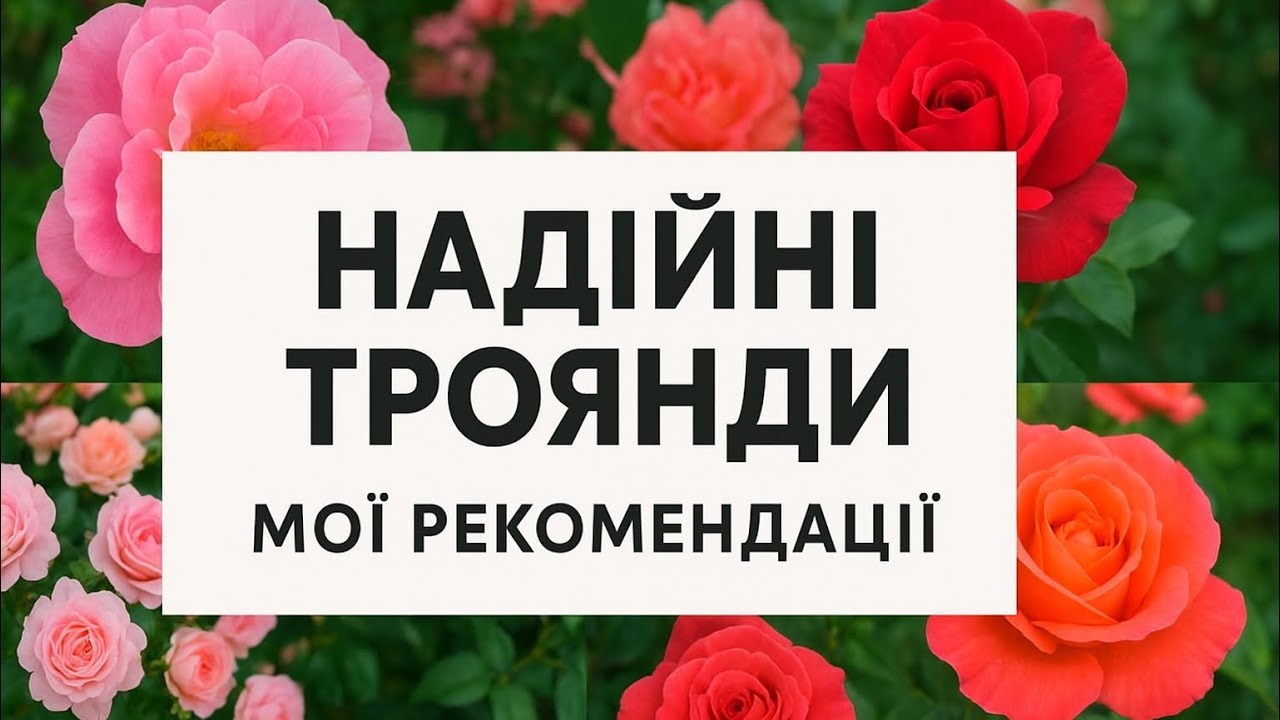 Стійкі сорти троянд для саду 2025 | Емілієн Гійо, Ешлі, Джекіс Фаворит, Акварель, Голден Мустард
