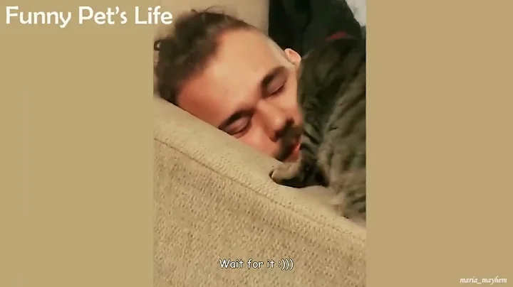 funny animals compilation 4 29