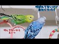 【セキセイインコ】楽しそうに遊ぶぴぽちゃんと陽気なくりパパ🐥