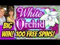 BIG WIN! 100 SPINS-RECORD RE-TRIGGERS FOR WHITE ORCHID?