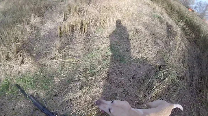 Central Wisconsin Outdoors - 10/20/17 Public Land Pheasants