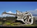 Amazing Driftwood Sculptures by Jeffro Uitto |