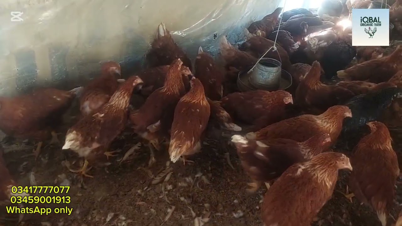 Lohman Hens are available for sale / One Day Lohman Chicks available for Sale/Lohman Brown and Black