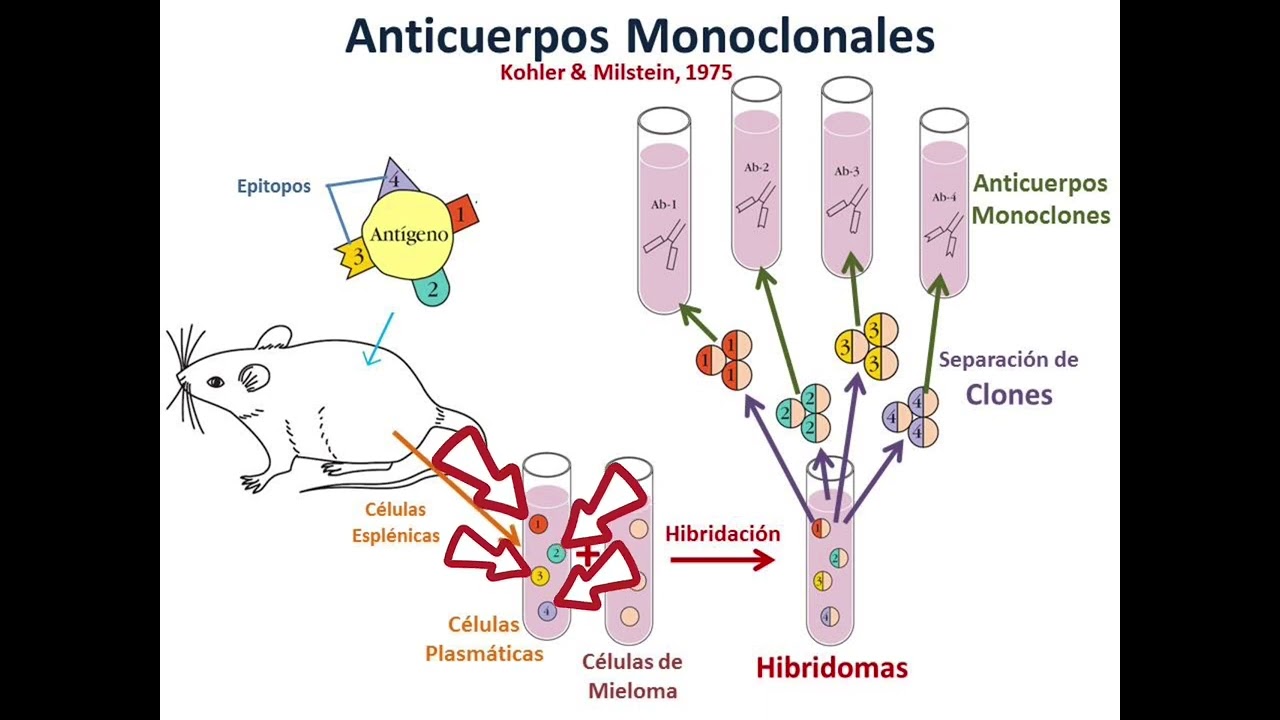 CITOMETRÍA DE FLUJO- PROF. EDWIN ESCOBAR CÁTEDRA DE INMUNOLOGÍA EJMV