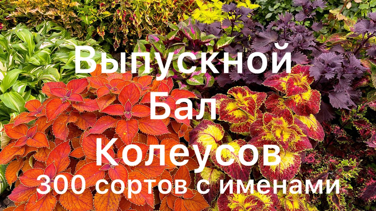 Огромная коллекция колеусов 266 сортов с названиями 