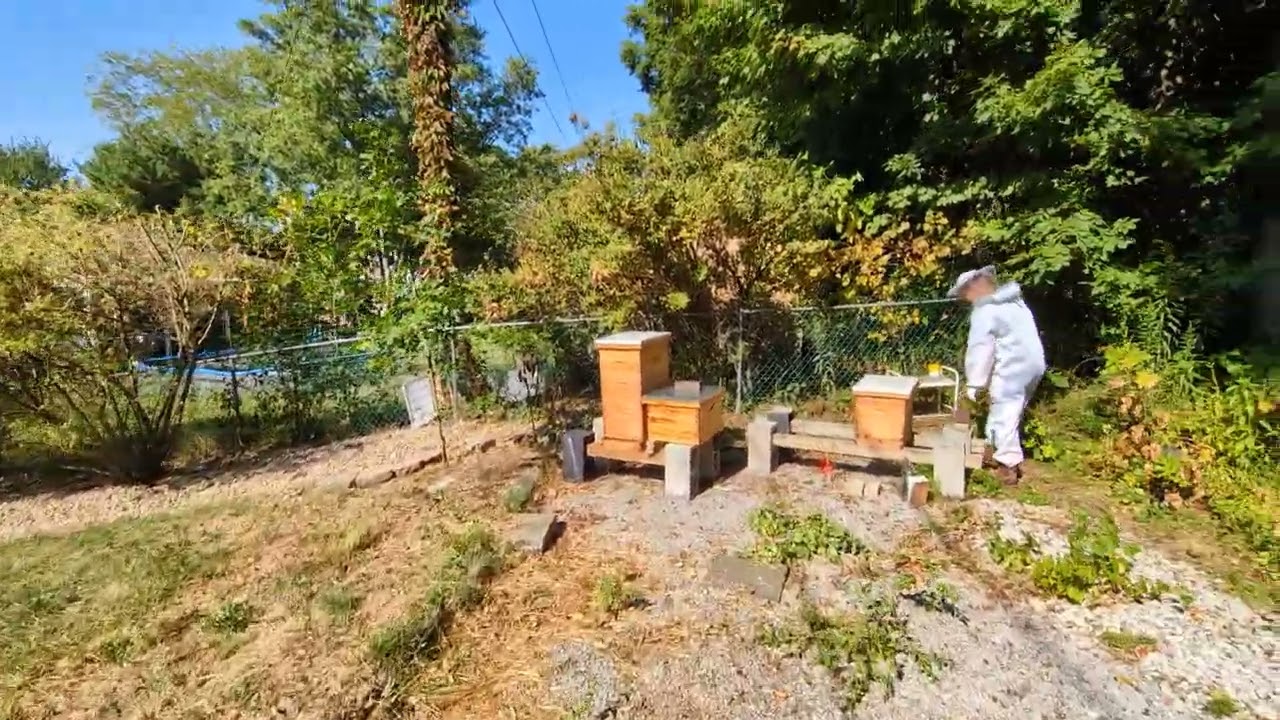 Missed filming this hive, has 5, still has apiguard, didn't need feed. 