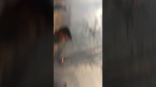 Incendió en Santa Maria jaltianguis oaxaca