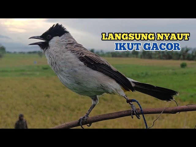 Suara Pikat Burung KUTILANG GACOR Ampuh untuk Suara Panggilan Burung Kutilang Liar class=