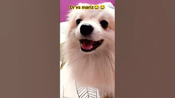 Comedy Funny Jokes Entertainment Fun Comedyvideos Trending Shortvideos Viral Funnylack 