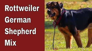 Rottweiler German Shepherd  Mix  In Depth Guide