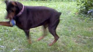 Doberman Pinscher - Are they smart?