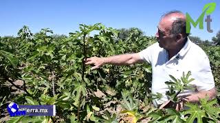 Supera higo el precio de aguacate. Fig exceeds the price of avocado.