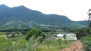 Vista Panorâmica Da Floricultura Corupaense.