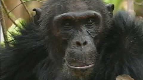 The Society of Chimpanzees