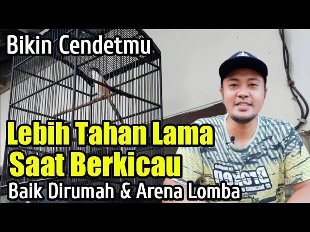 CARA MENAMBAH KEKUATAN DURASI KICAU PADA BURUNG CENDET KALIAN class=