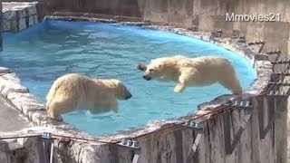 妙技！クロスジャンプ〜双子のホッキョクグマ