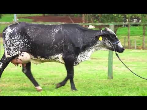 LOTE 48   DOURADA FIV RHAPSODY SANTA LUZIA – 2476CJ