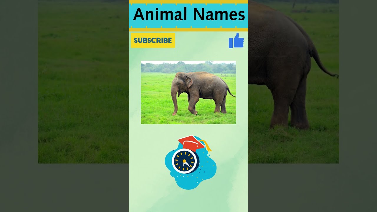 Learn Basic English Everyday Learnenglish Englishspeaking Englishgrammar